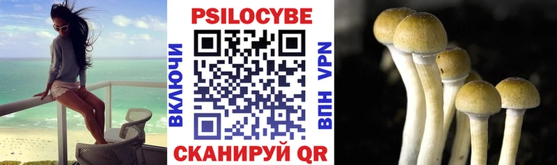 дарк нет какой сайт  Клинцы  Псилоцибиновые грибы Psilocybe 